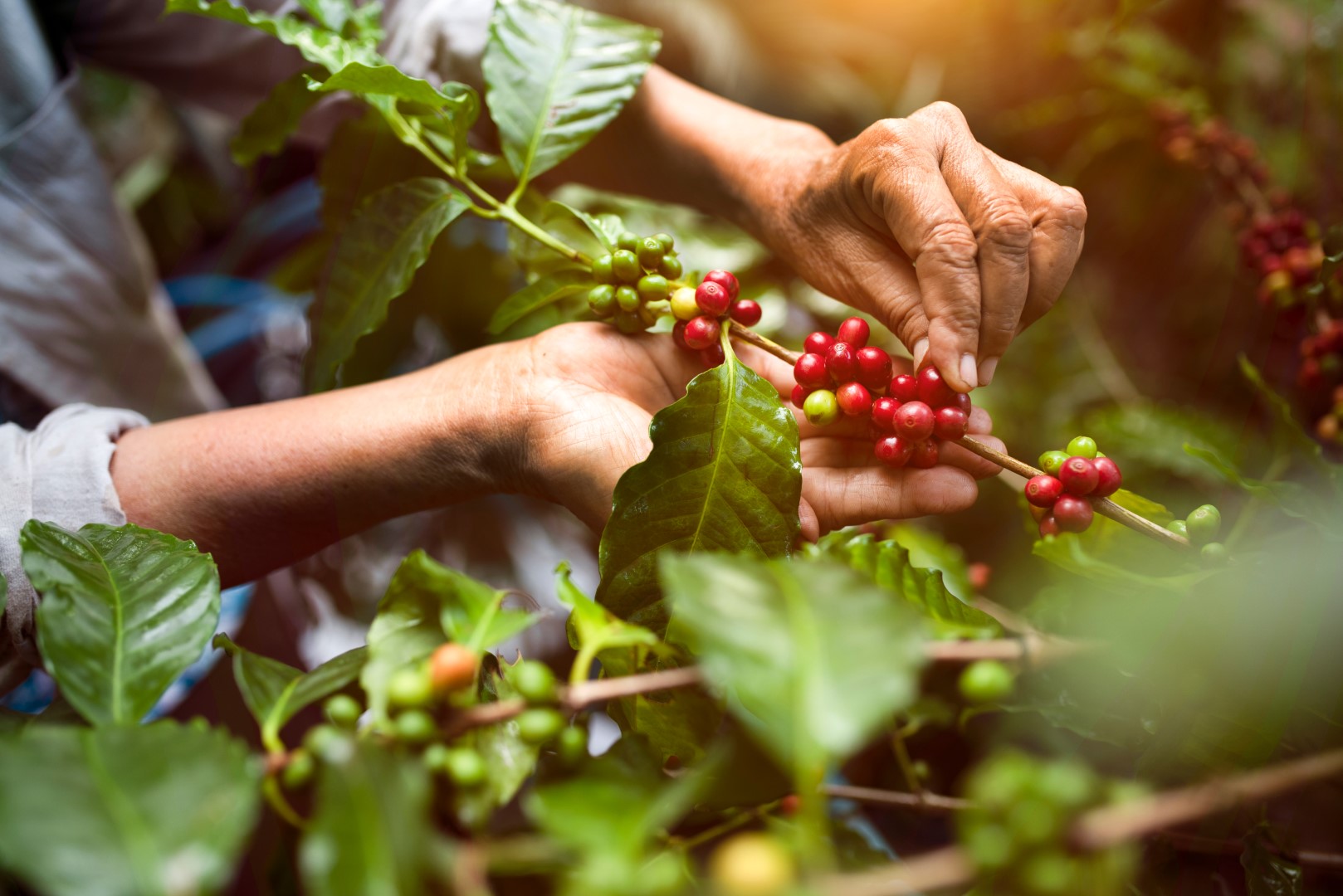 Figure 9 : le fruit du café