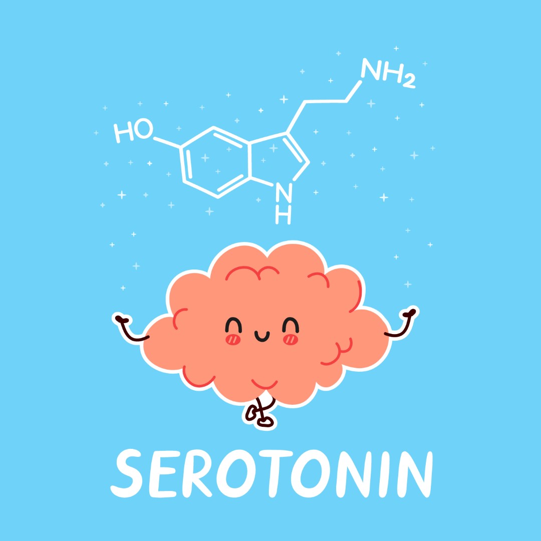 Figure 2 : la sérotonine