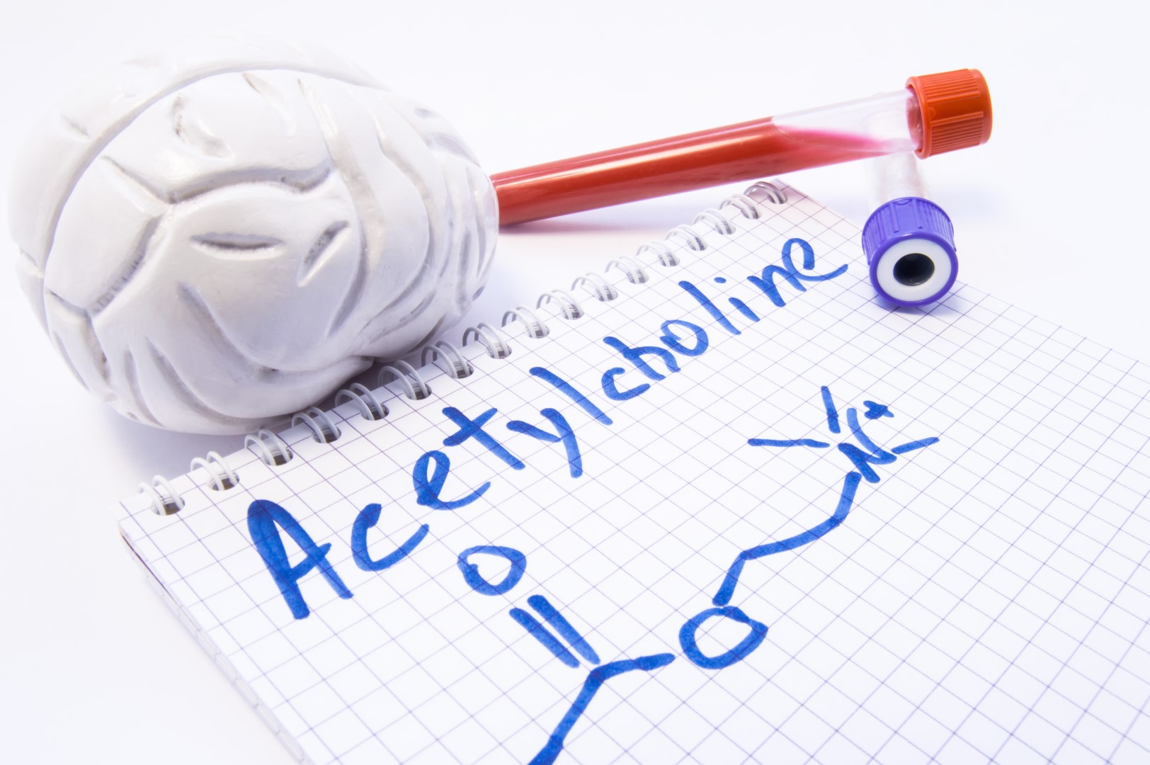 Figure 8 : l’acétylcholine
