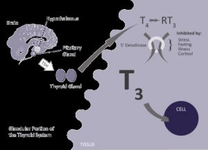 recettes de régime d hypothyroïdie auto immune recettes de régime d hypothyroïdie auto immune
