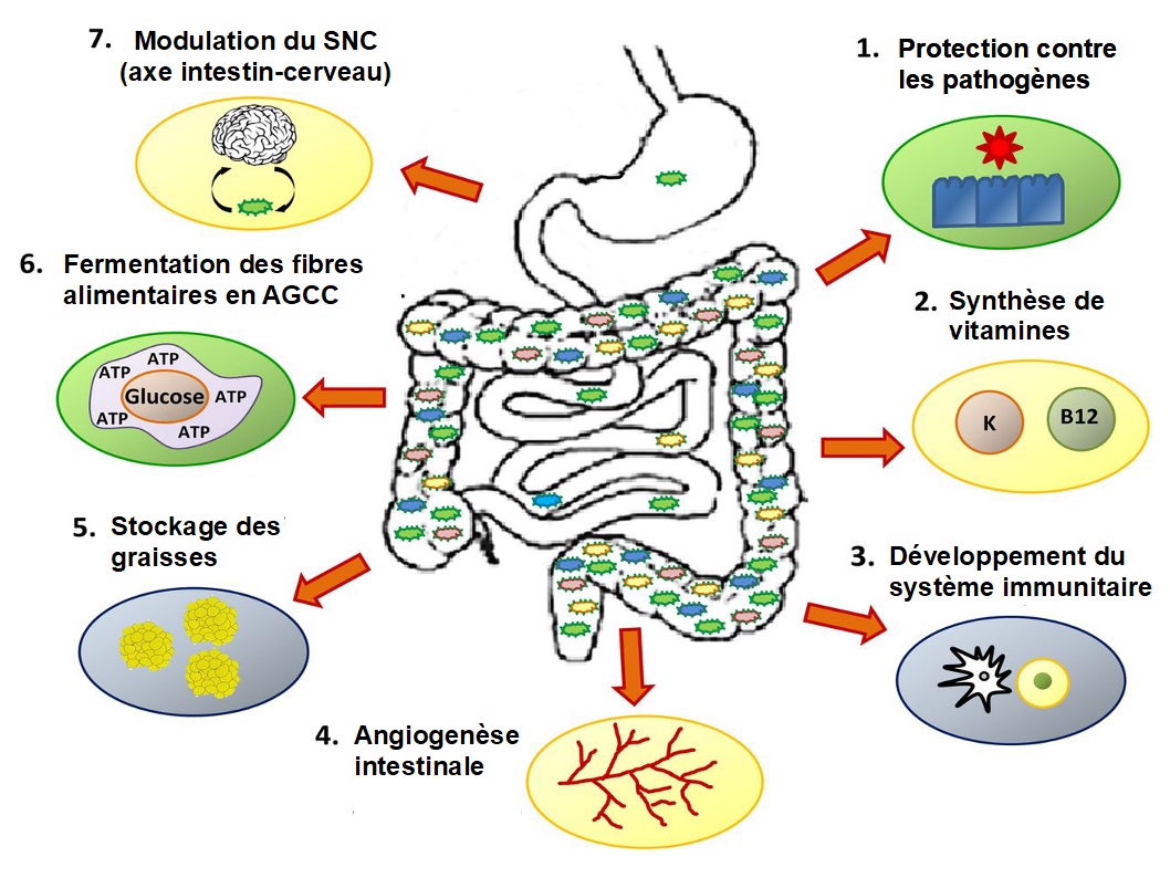 L’analyse du microbiote, un atout pour restaurer son écosystème