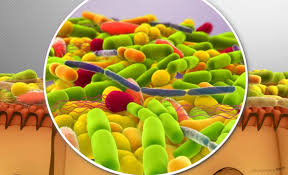 microbiote 1