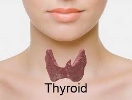 thyroide-1-1